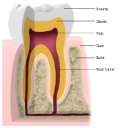 Anatomy of a tooth, cross-section