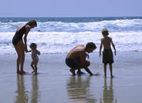 Picture of a family picking seashells on the beach